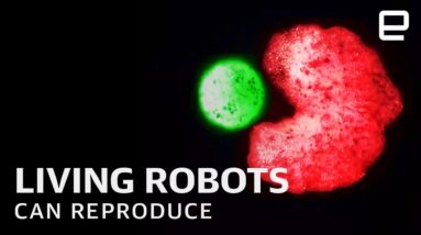 World's first living robots "Xenobots" can now reproduce
