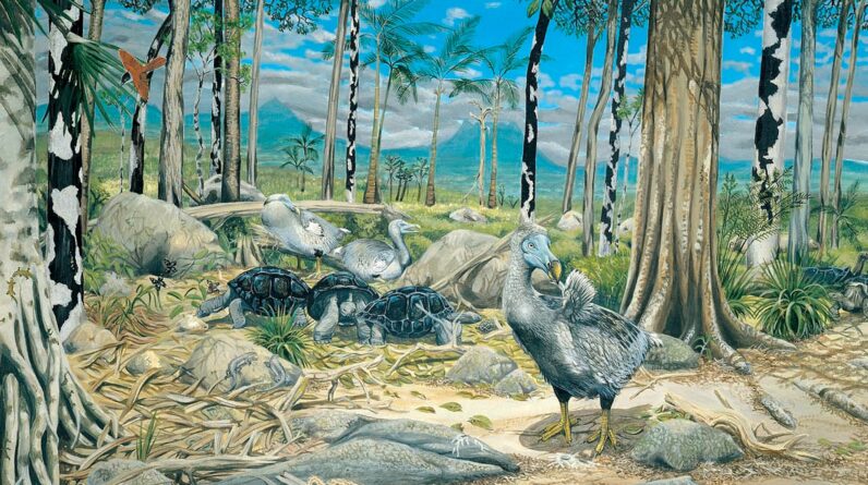 Dodos were fast and powerful, not slow and inept, definitive preserved specimen suggests