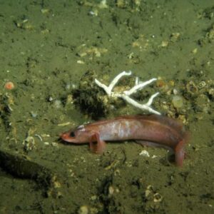 Marine Biologists Discover New Species of Fish in Mauritanian Waters