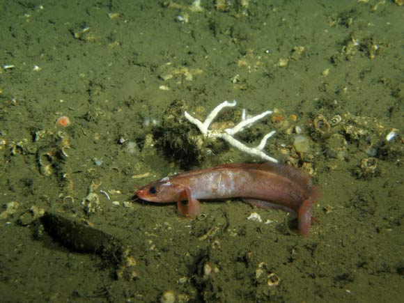 Marine Biologists Discover New Species of Fish in Mauritanian Waters