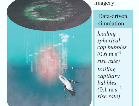 Humpback Whales Wield and Manufacture Their Own Tools