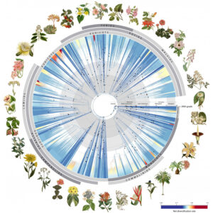 What is the ‘tree of life’?