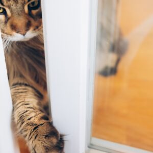 Why do cats hate closed doors?