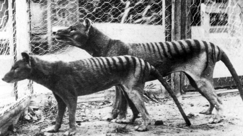 Tasmanian tiger: Facts about the extinct thylacine