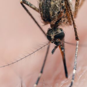 Deadly ‘triple E’ kills New Hampshire man — what is eastern equine encephalitis?