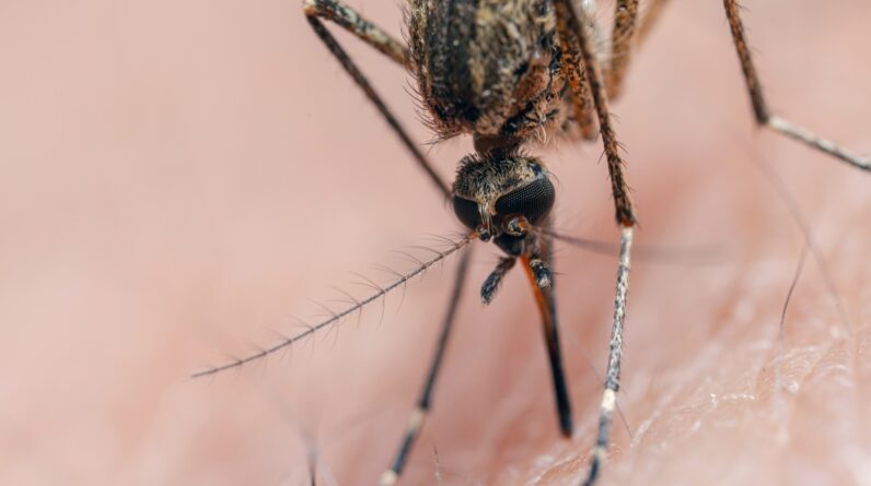 Deadly ‘triple E’ kills New Hampshire man — what is eastern equine encephalitis?