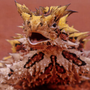 Thorny devil: The spike-covered lizard that sucks water from sand through its skin