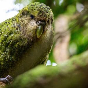 Kakapo Parrot is True Ancient Species of New Zealand, Paleontologists Say