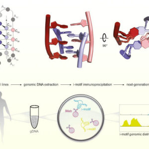 Mysterious I-Motif Structures are Common in Human Genomic DNA, Study Finds