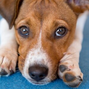 Why do dogs’ paws smell like Fritos?