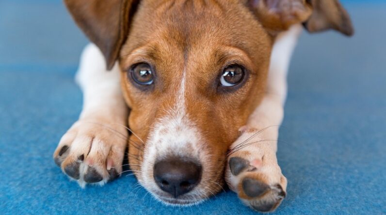 Why do dogs’ paws smell like Fritos?