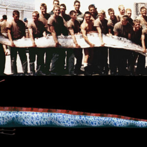 Giant oarfish: The ‘doomsday’ fish of legend that supposedly foreshadows earthquakes