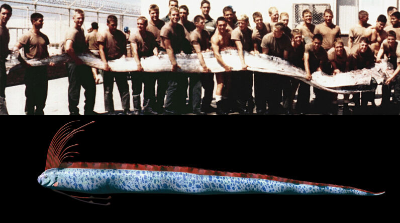 Giant oarfish: The ‘doomsday’ fish of legend that supposedly foreshadows earthquakes