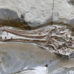 Cretaceous-Period Toothed Bird Ate Gymnosperm Fruits, Not Fish