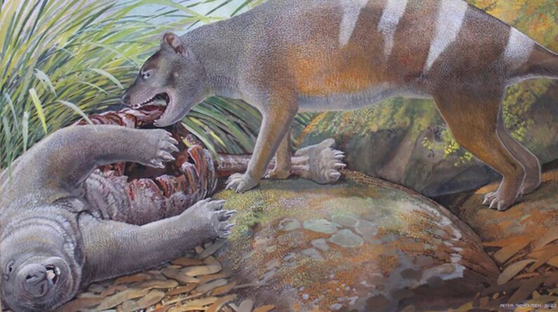 Fossils of bone-crushing and meat-slashing Tasmanian tiger ancestors discovered in Australia
