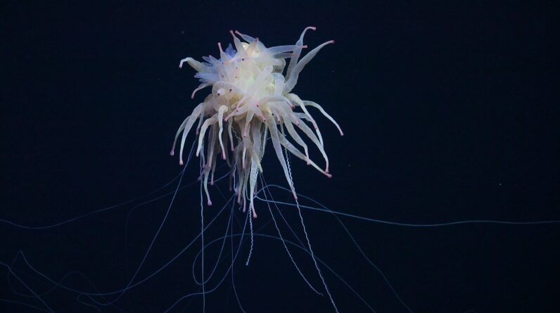 Watch ‘spaghetti monster’ with dozens of pink-tipped sausage legs swimming near Nazca Ridge