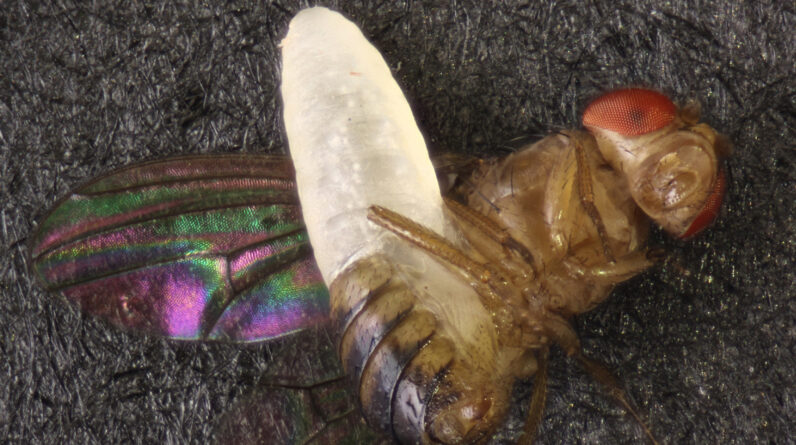 Parasitic ‘horror’ wasp that bursts from a fly’s abdomen like an ‘Alien’ xenomorph discovered in Mississippi backyard