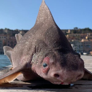 Angular roughshark: The pig-faced shark that grunts when captured