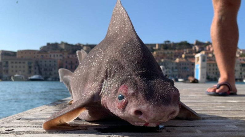 Angular roughshark: The pig-faced shark that grunts when captured