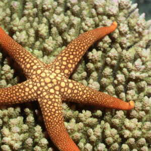 A single peptide helps starfish get rid of a limb when attacked