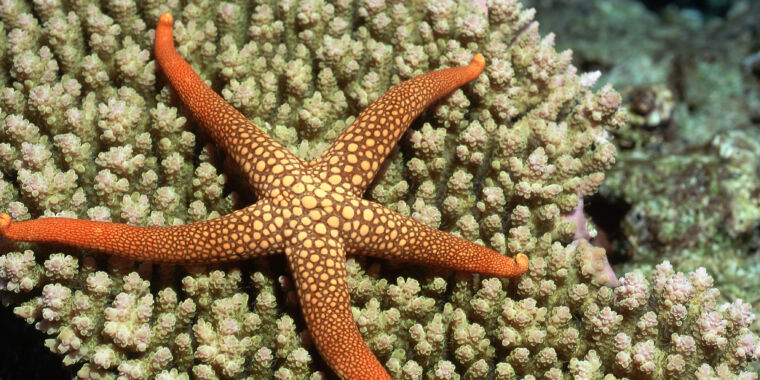 A single peptide helps starfish get rid of a limb when attacked