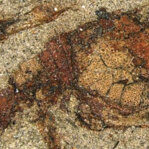 Beautifully Preserved Comma Shrimp Fossil Found in Japan