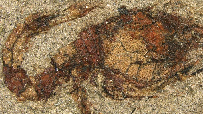 Beautifully Preserved Comma Shrimp Fossil Found in Japan