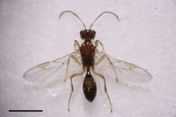 New Parasitic Wasp Species Discovered in Eastern US