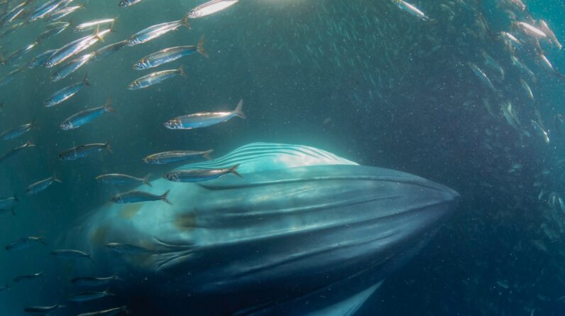 Mysterious sound coming from the Mariana Trench has finally been explained