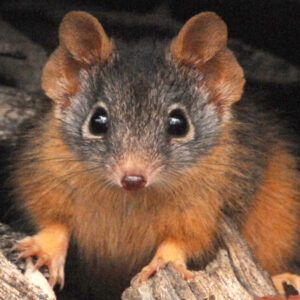 Antechinus: The tiny marsupials where males have sex until they die — then females eat their corpses