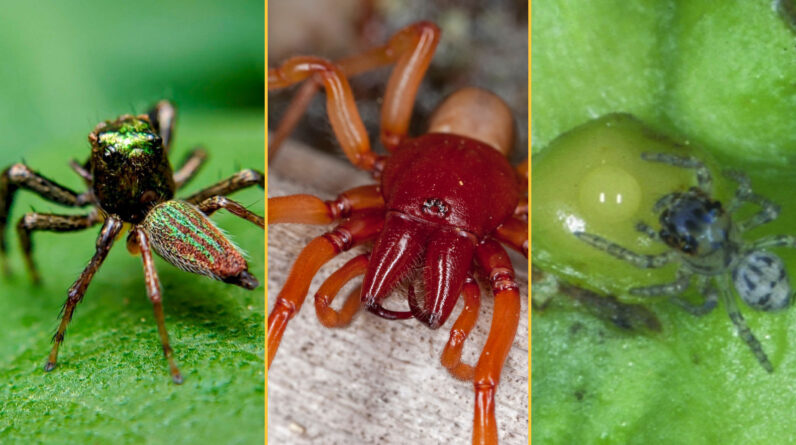 3 remarkable spiders: A vegetarian, a vampire and a predator that uses ‘pincer, fork and key’