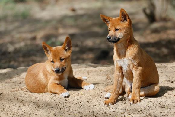 Dingoes Have Evolved from East Asian Dog-Like Ancestor: Study