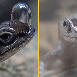 ‘Scuba-diving’ lizards breathe underwater by wearing air bubbles on their noses — just like in a cartoon