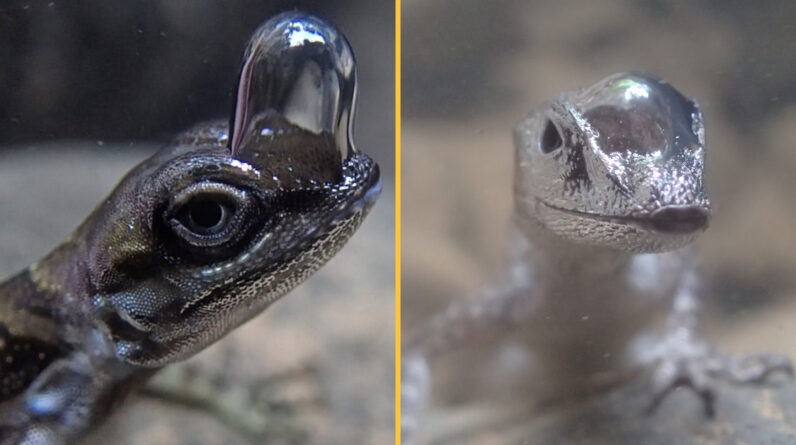 ‘Scuba-diving’ lizards breathe underwater by wearing air bubbles on their noses — just like in a cartoon