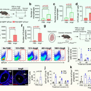 Researchers Discover New Type of Cell: EndoMac Progenitor