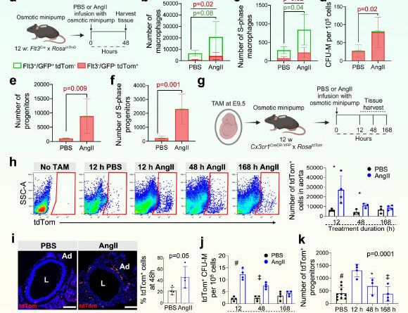 Researchers Discover New Type of Cell: EndoMac Progenitor