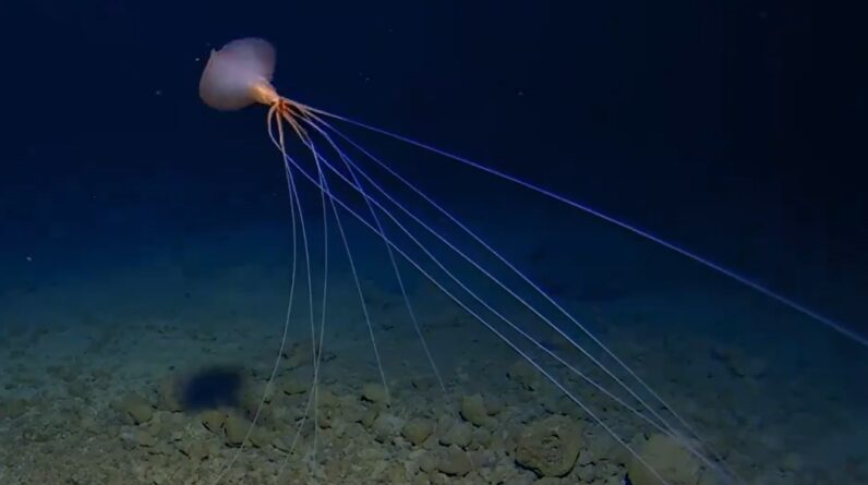 Watch extremely rare footage of a bigfin squid ‘walking’ on long, spindly arms deep in the South Pacific