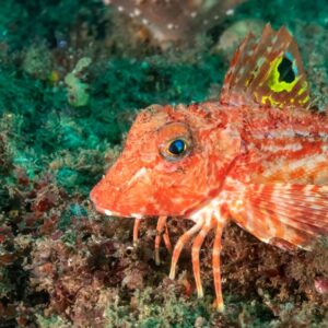 Sea Robins Use Their Leg-Like Appendages as Sensory Organs, Marine Biologists Find