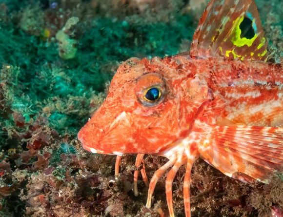 Sea Robins Use Their Leg-Like Appendages as Sensory Organs, Marine Biologists Find