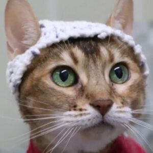 Study: Cats in little crocheted hats shed light on feline chronic pain