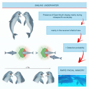 Study: Bottlenose Dolphins ‘Smile’ at Each Other during Their Playful Interactions