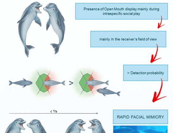 Study: Bottlenose Dolphins ‘Smile’ at Each Other during Their Playful Interactions