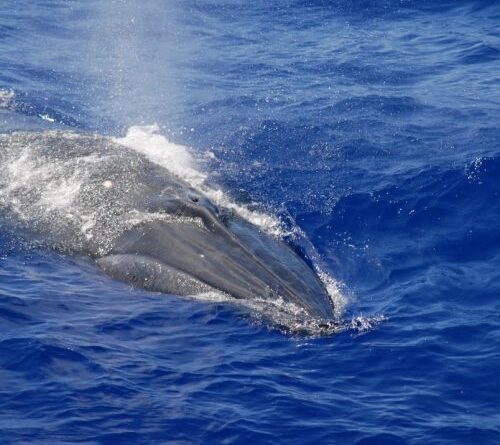 Strange “biotwang” ID’d as Bryde’s whale call