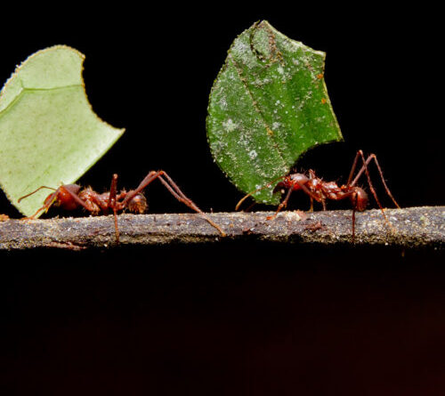 Ants learned to farm fungi during a mass extinction