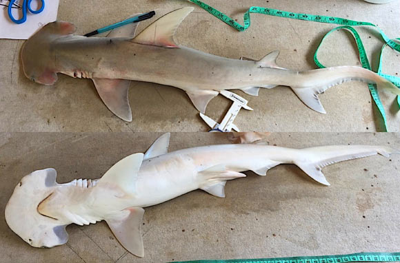 New Species of Hammerhead Shark Discovered