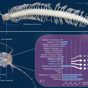 Toxins Found in Venom of Crustacean from Mayan Underwater Caves Have Pharmacological Potential