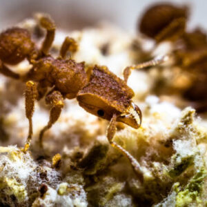 Dinosaur-Killing Asteroid Impact Turned Ants into Fungus Farmers, Study Says