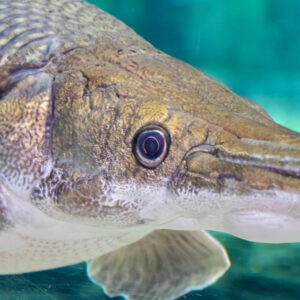 Alligator gar: The ‘living fossil’ that has barely evolved for 100 million years