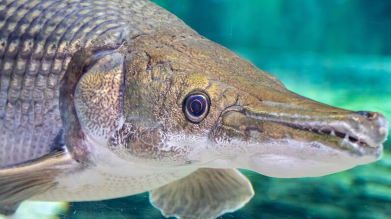 Alligator gar: The ‘living fossil’ that has barely evolved for 100 million years