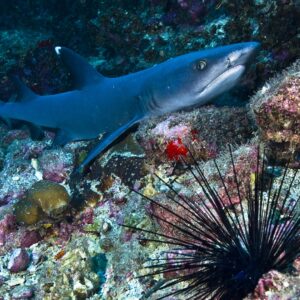 Stunning video shows sharks devouring sea urchins, spines and all